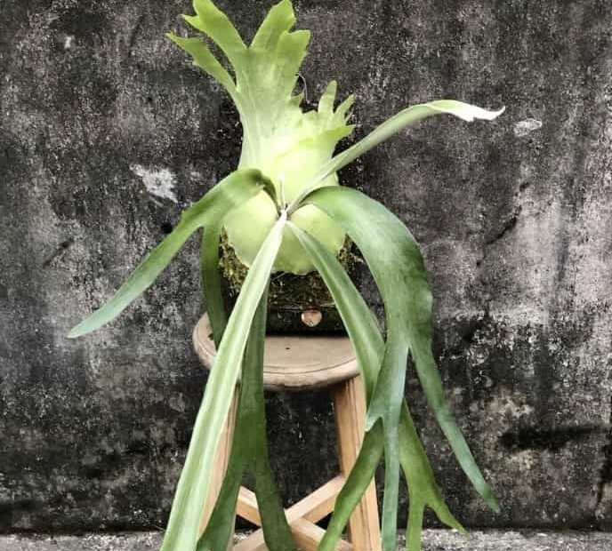 爪哇鹿角蕨上板